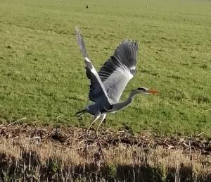 Pat 03 Opvliegende blauwe reiger